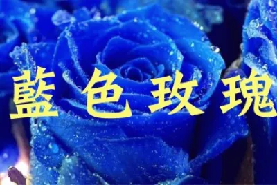 çŽ«ç‘°èŠ± jigsaw puzzle