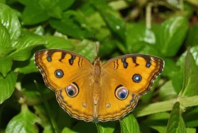 Junonia almana
