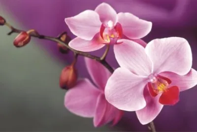 èŠ± jigsaw puzzle