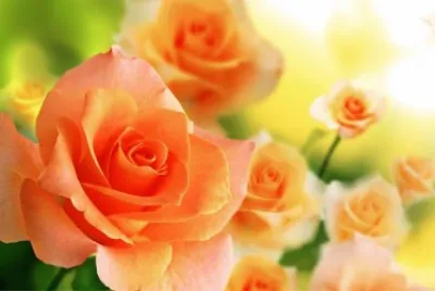èŠ±