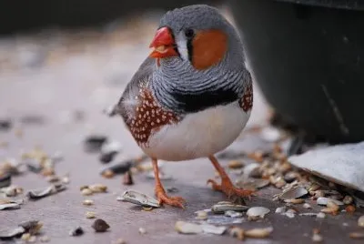 Fringilla coelebes