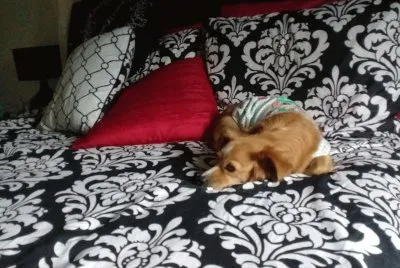 nina