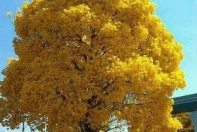 guayacan