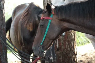 caballos