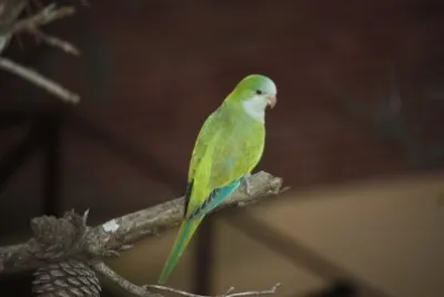 Pepita jigsaw puzzle