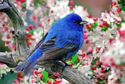 oiseau bleu