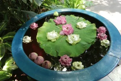 plat de fleurs