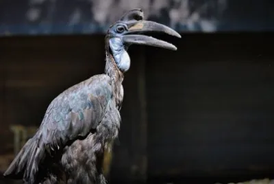 Bucorvus
