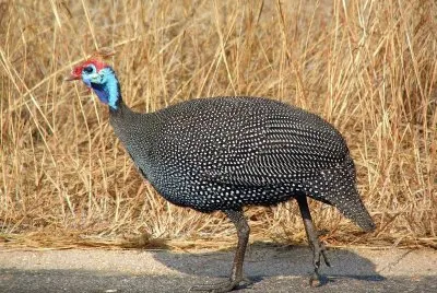 Faraona mitrata
