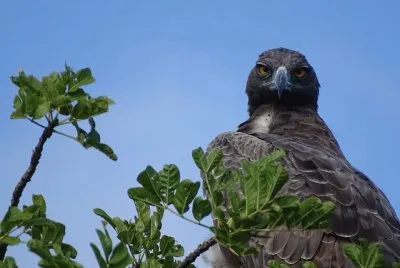 Aquila marziale