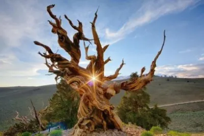 ÃRBOL CON LUCERO jigsaw puzzle