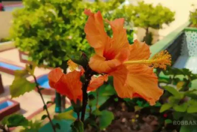 Flores