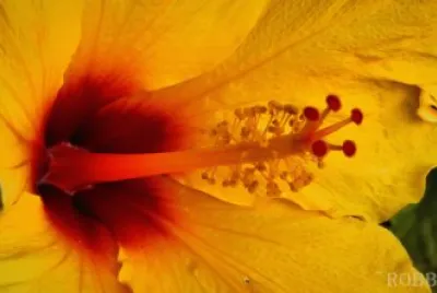 Flores