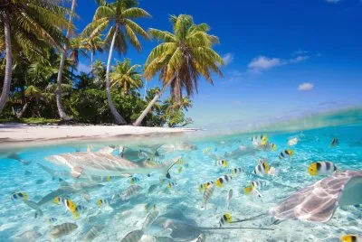 tropic