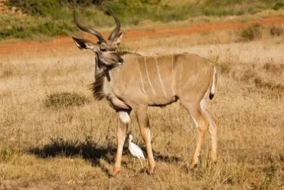 Kudu