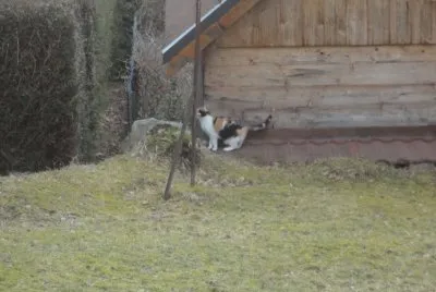 le petit dernier