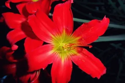 flor