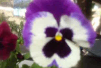 flores