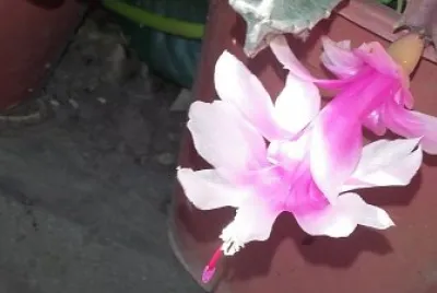 flores