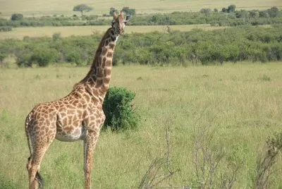 Giraffa masai