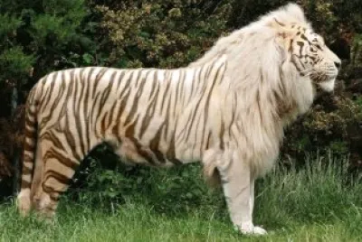 Tigone incrocio tigre maschio leonessa femmina