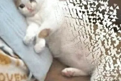 Cat sad