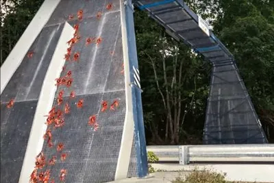 Crab Bridge - Australia