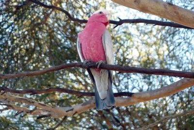 Cacatua rosato