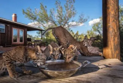 lince
