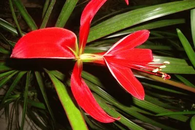 flores