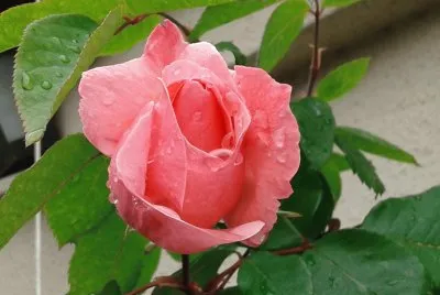 flores