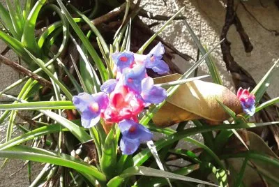 flores