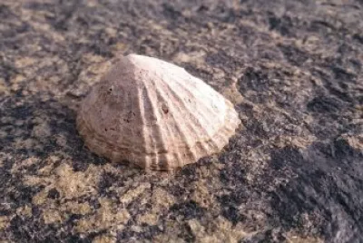 Patella
