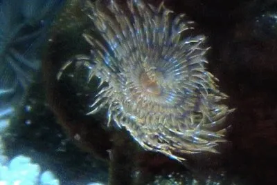 Spirografo