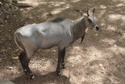 Nilgau