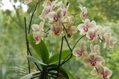 Orchid jigsaw puzzle