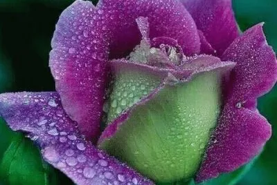 pretty rose