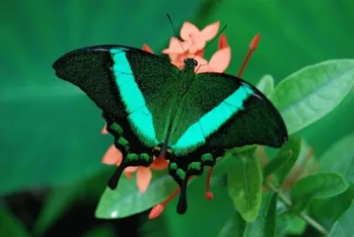 Papilio palinurus