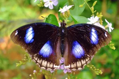 Hypolimnas bolina