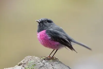 Balia ventrerosa