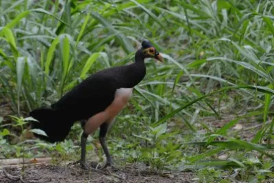 Megapodiidae