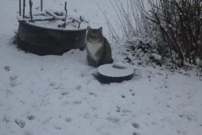 chat dans la neige