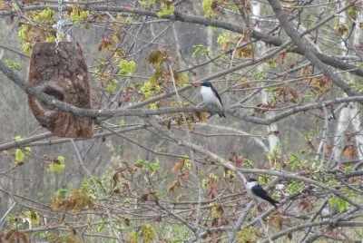 Field swallows back for another year!