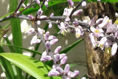 flores