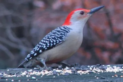 Piciformes