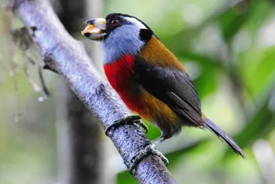 Barbetto tucano