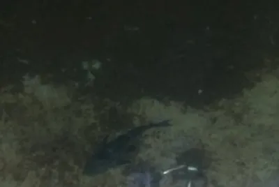 PEZ DIABLO
