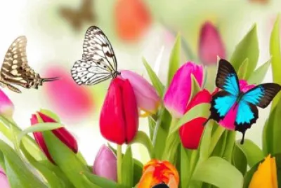 primavera