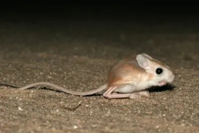 Jerboa jigsaw puzzle