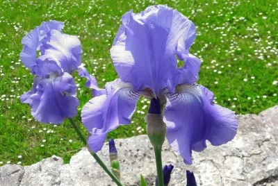 iris des jardins - Edon